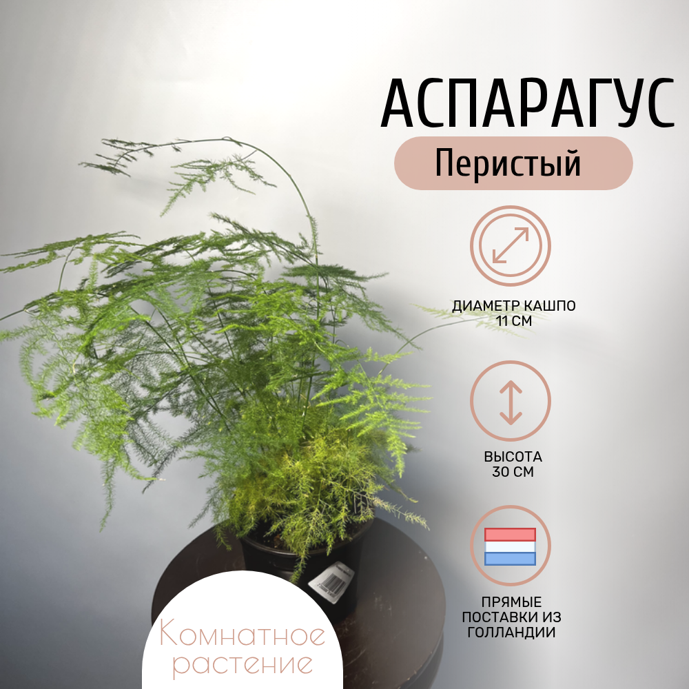 Комнатное растение Аспарагус Перистый, многолетнее, декоративно-лиственное