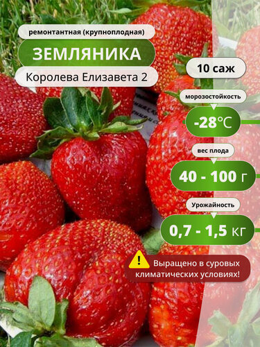 Изображение товара Клубника ремонтантная (крупноплодная) Королева Елизавета 2, 10 шт