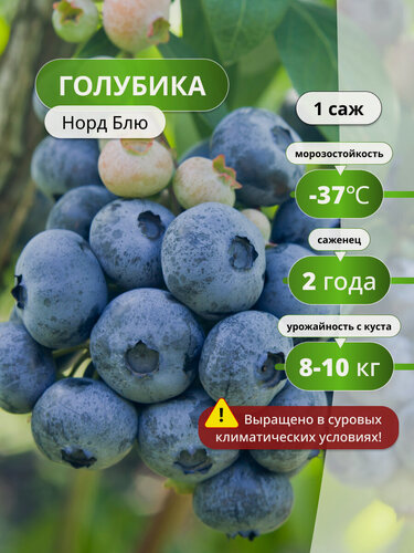 Изображение товара Голубика Норд Блю, голубики, карликовый сорт, морозостойкий. 1 шт