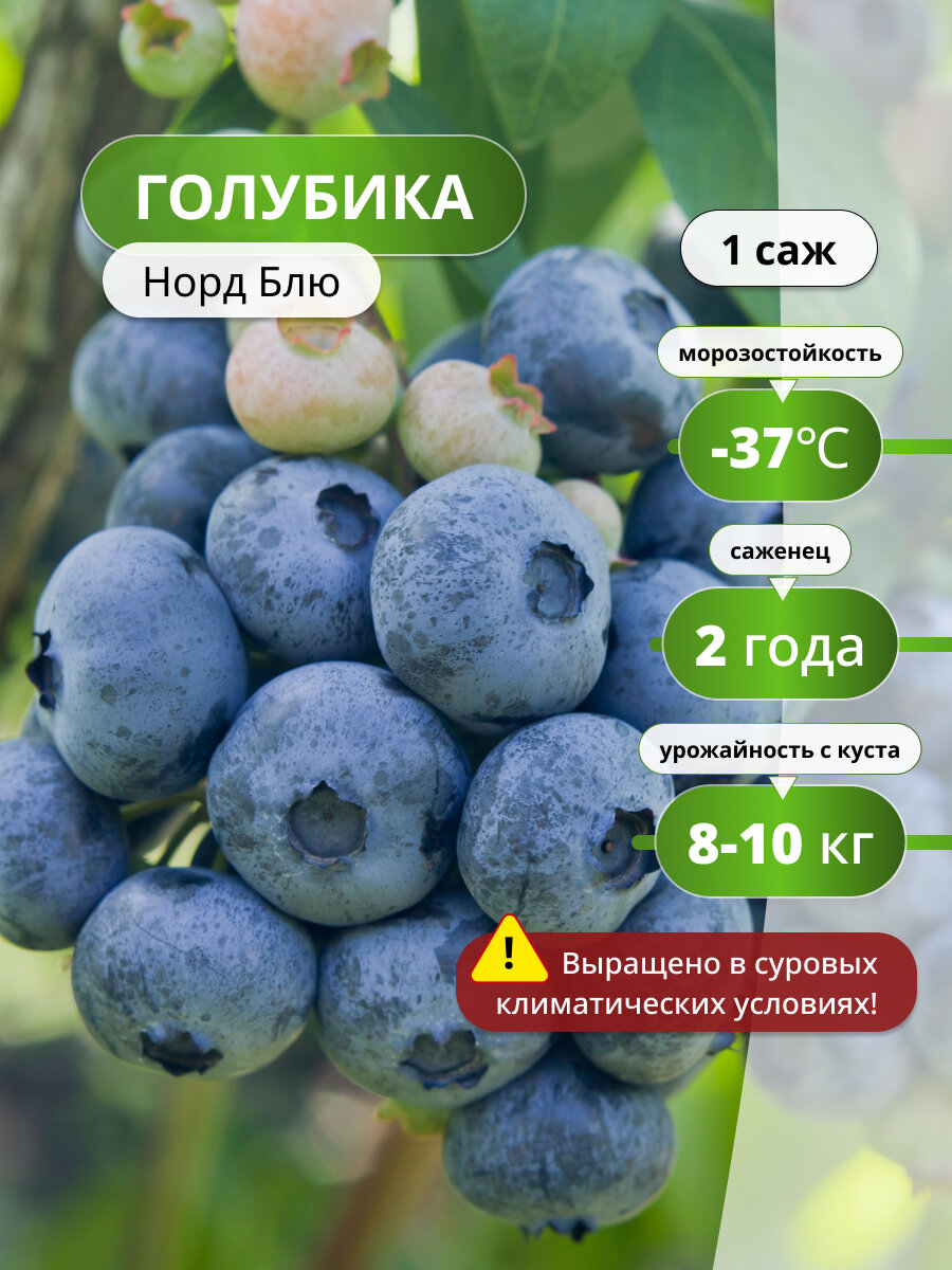 Голубика Норд Блю голубики карликовый сорт морозостойкий