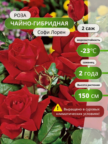 Изображение товара Роза "Софи Лорен", чайно-гибридный сорт, многолетняя, красная, 2