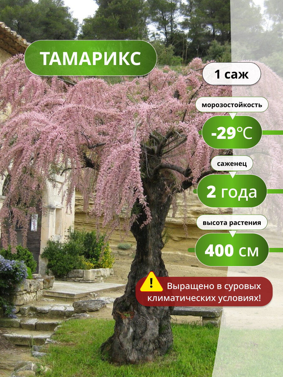 Тамарикс саженец тамарикса декоративное растение морозостойкий сорт