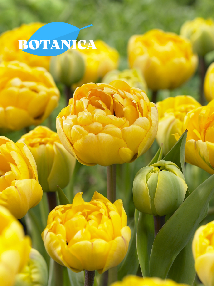 Луковицы цветов botanica garden Тюльпан Дабл Трабл 5 штук (желтый)