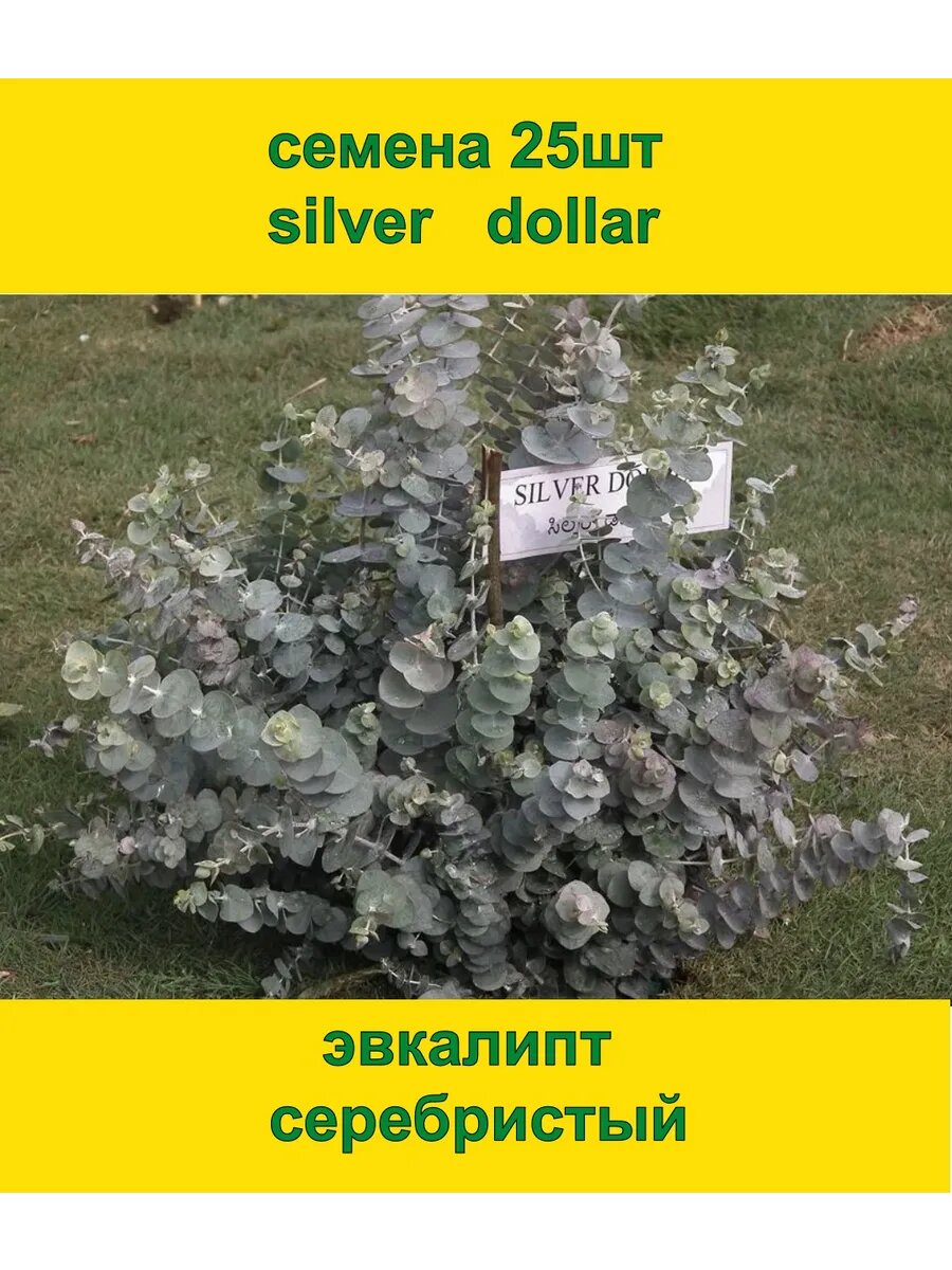 Семена Эвкалипт Серебристый серебряный доллар 25шт