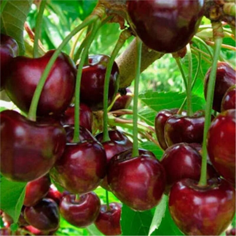 Черешня Орловская фея саженец