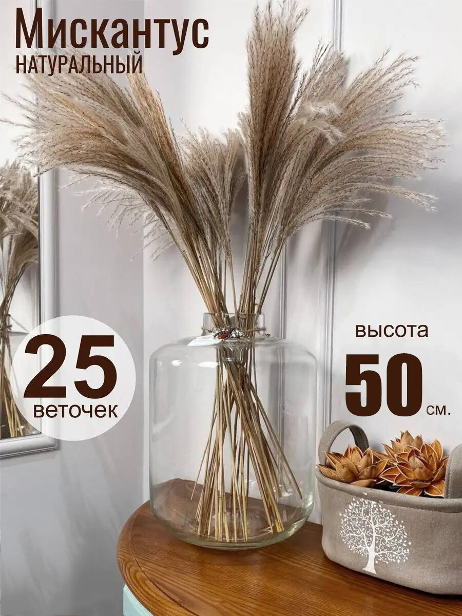 Сухоцветы для декора мискантус серый 25 шт.