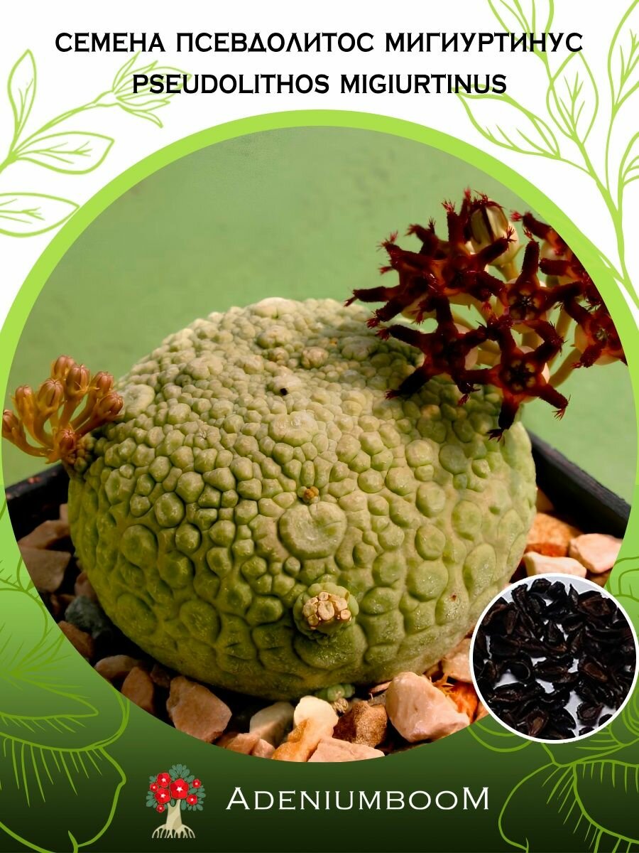 Семена Псевдолитос Мигиуртинус (2 шт.) /Pseudolithos Migiurtinus, семена редких комнатных цветов, суккулентов многолетних, цветущих растений/AdeniumBoom