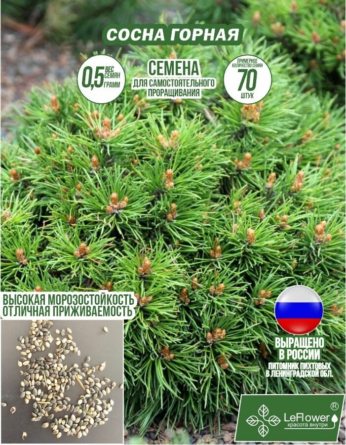 Семена Сосны Горной 05 грамм