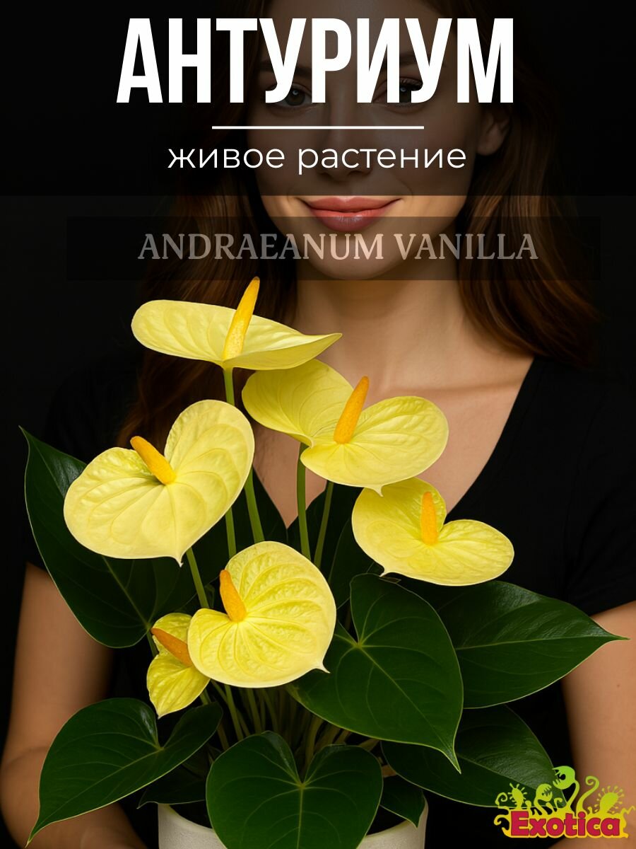 Антуриум Андре Ванилла (Anthurium Аndraeanum Vanilla) D9см живой цветок Мужское Счастье