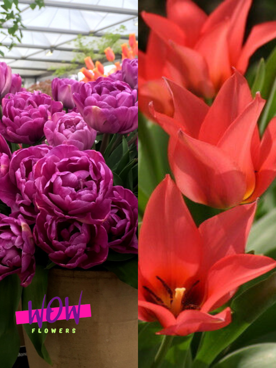 Луковицы цветов WOW FLOWERS TWIN Тюльпан Блю Даймонд 3 шт \ Тюльпан Торонто 3 шт ( 6 шт )