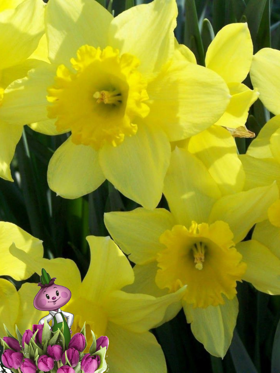 Луковицы цветов Chipollino flowers Нарцисс CARLTON (3 луковицы)