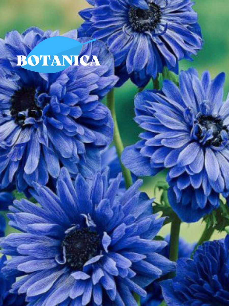 Луковицы цветов, botanica garden, анемоны лорд лейтенант, 10 штук