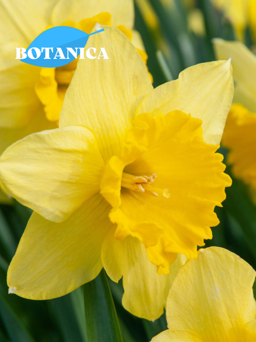 Луковицы цветов botanica garden Нарцисс Карлтон ( 5 штук )