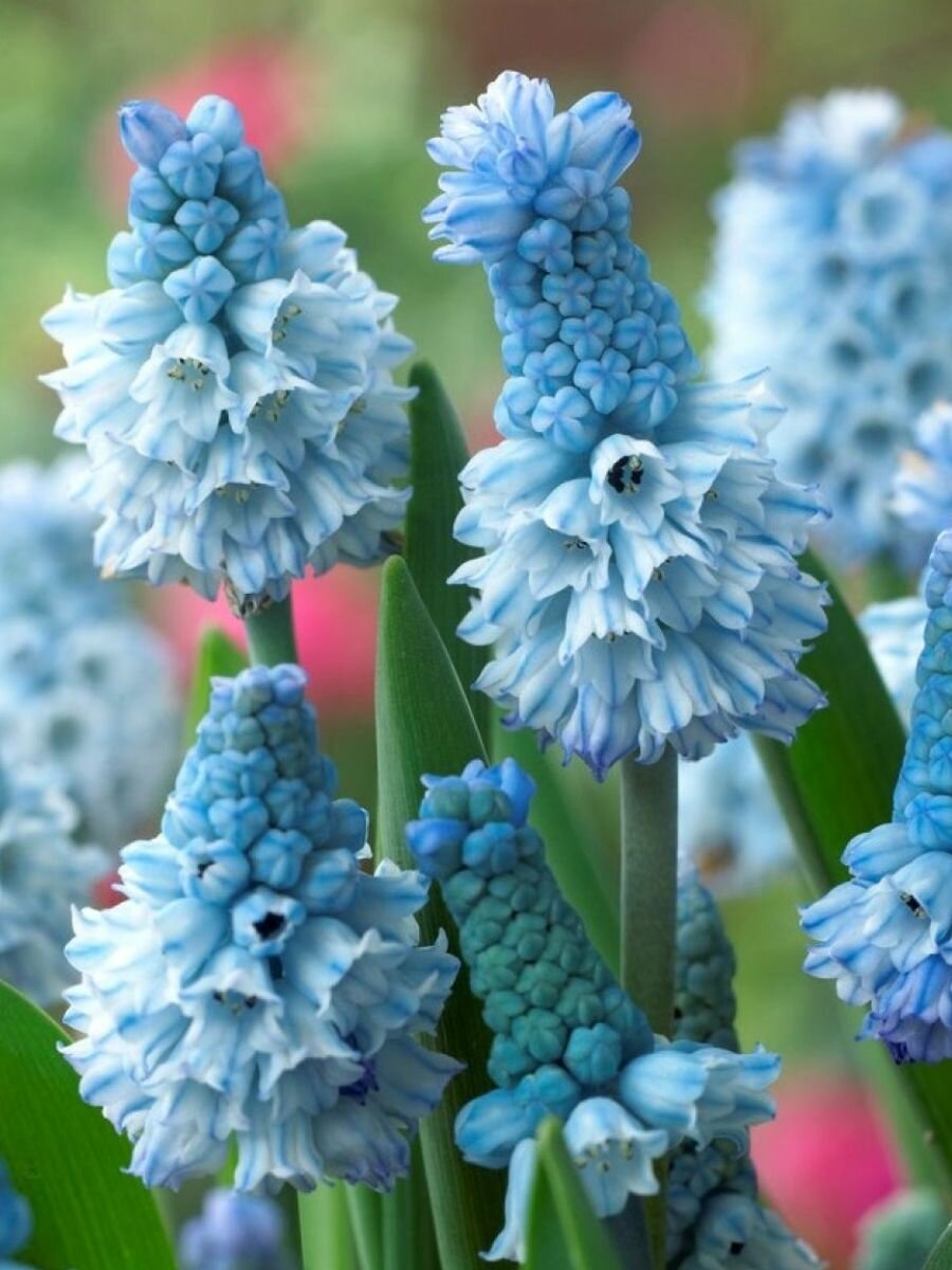 Мускари Holland Bulb Market Азуреум многолетник высота 15см 10шт