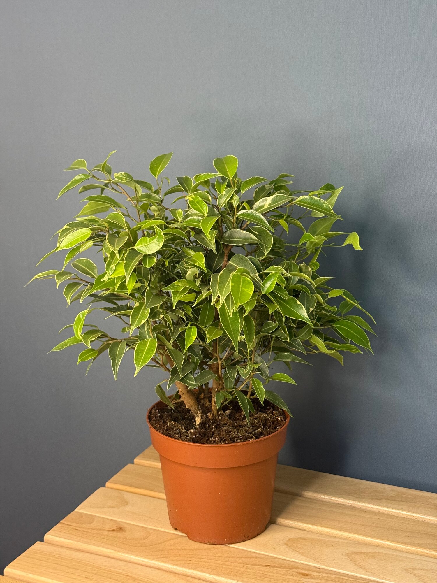 Фикус Бенджамина пёстролистный (Ficus benjamina variegata) — стильная зелёная классика для вашего дома