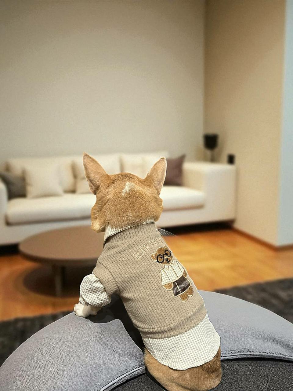 Кардиган-рубашка "Одежда для собак" для чихуахуа и йорка, коричневая XS