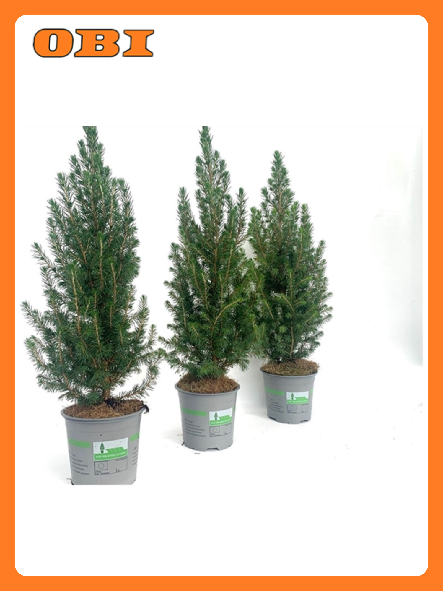 Растение Ель канадская коника декабрь 883806 C5 H50-60