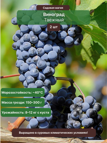 Изображение товара Виноград Таежный 2 шт / многолетний, раннеспелый, морозостойкий сорт