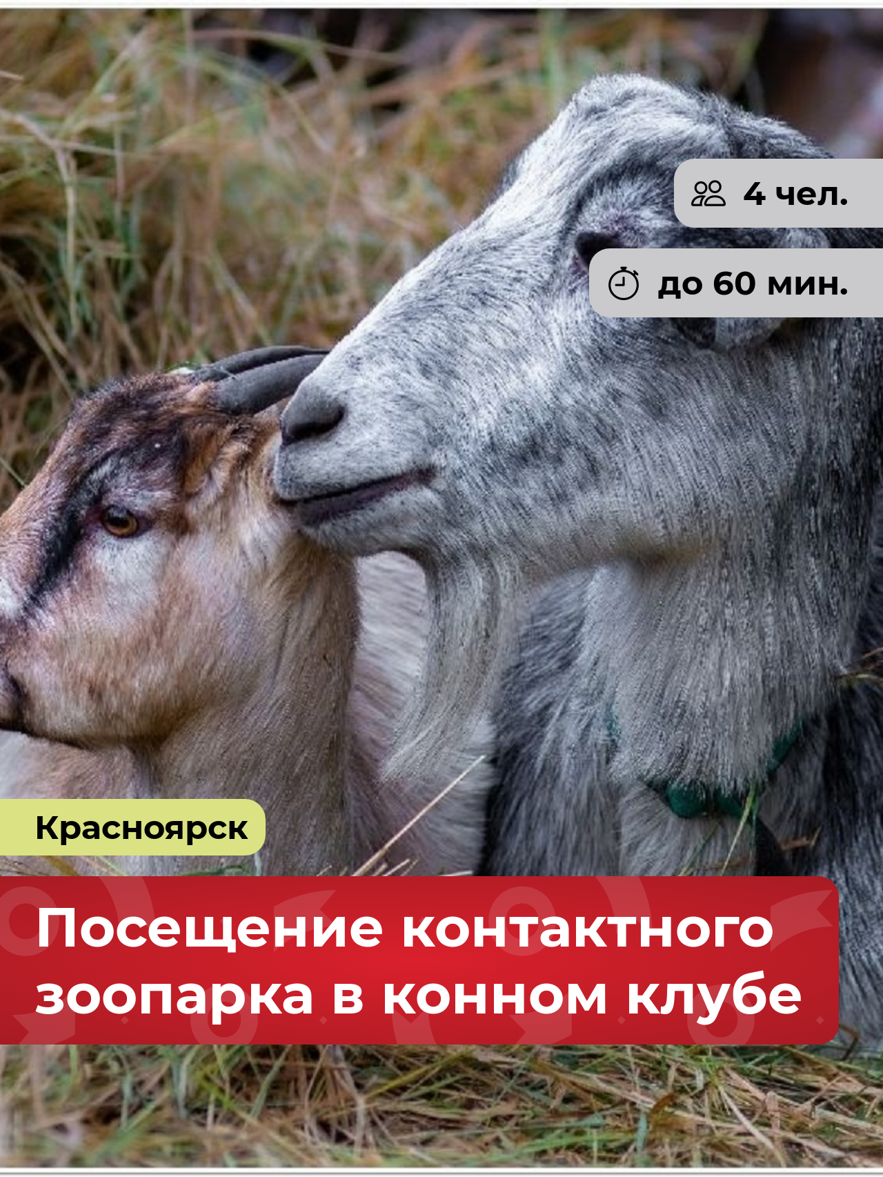 Подарочный сертификат bonodono Посещение контактного зоопарка в конном клубе «Загородная идиллия. », г. Красноярск