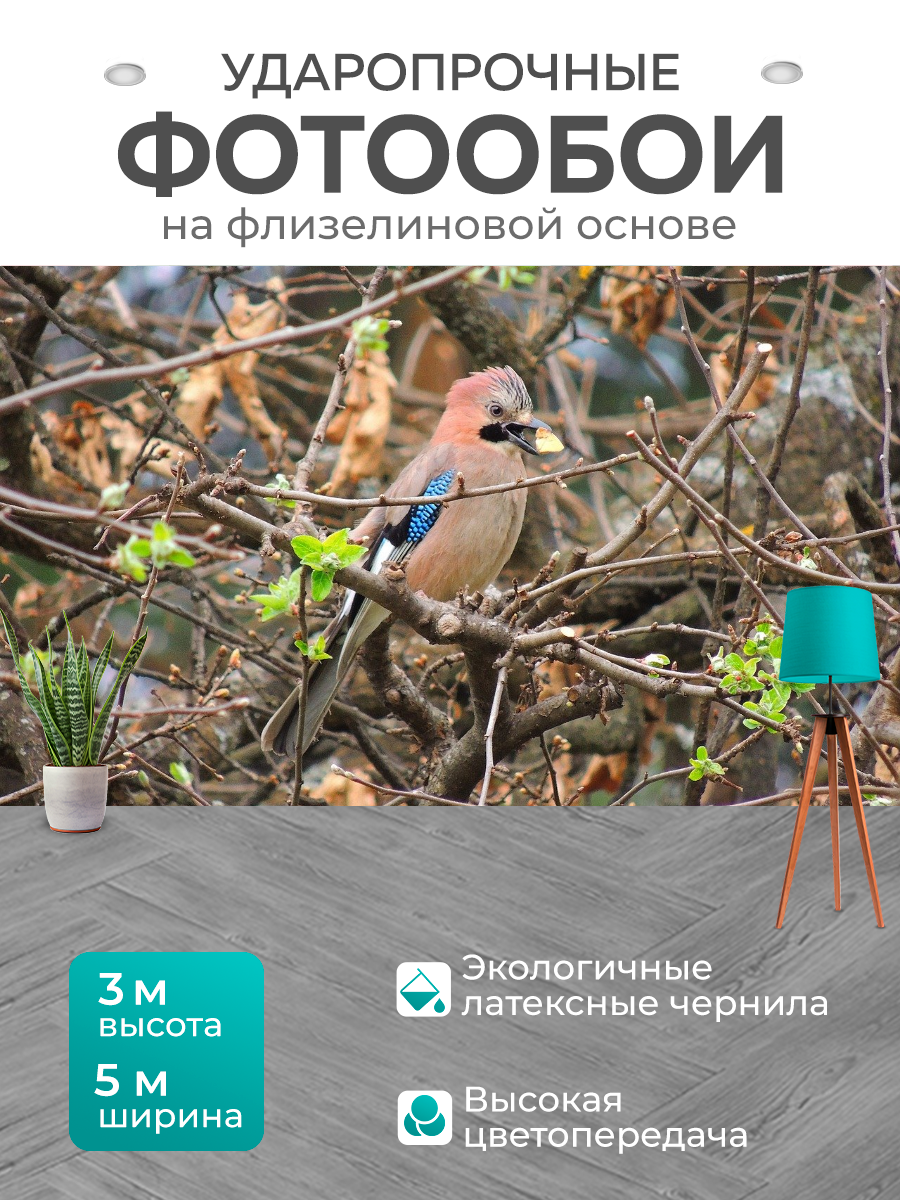 Фотообои моющиеся ударопрочные "Сойка, птицы, полет" 500x300 см. флизелиновые на стену