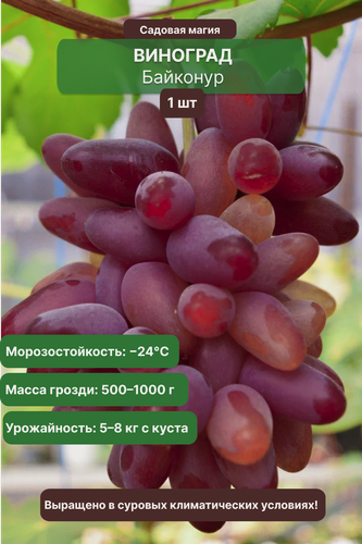Изображение товара Виноград Байконур 1 шт / раннеспелый, морозостойкий ( — 24°C) сорт