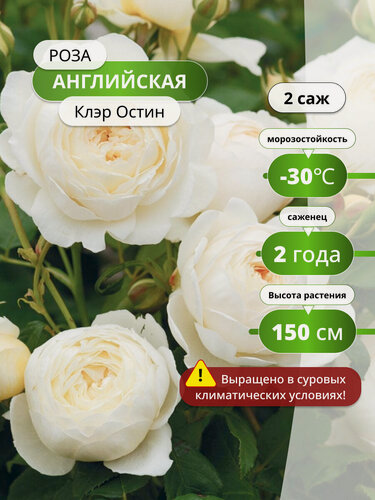 Изображение товара Роза английская Клэр Остин (Claire Austin) 2 шт / розы морозостойкие