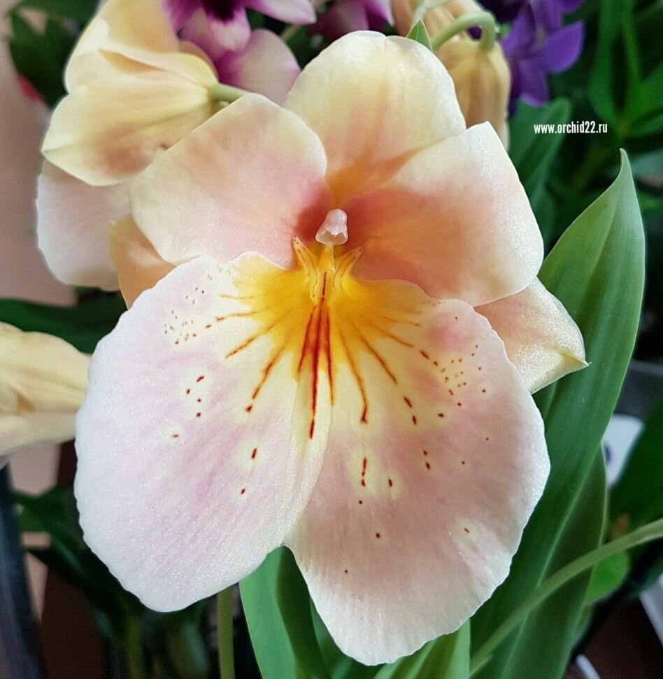 Орхидея Miltonia hybrid (отцвела) 2-3 пбульбы ароматная d-11 комнатное растение