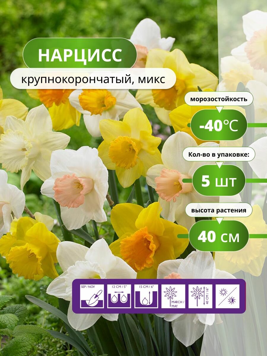 Нарцисс крупнокорончатый микс (5 лук) / нарциссы луковицы многолетние