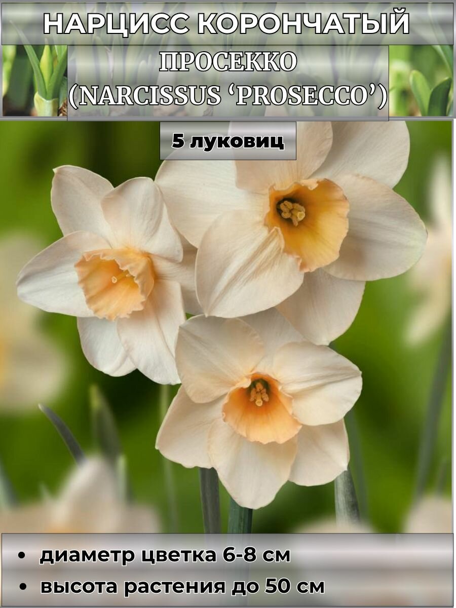 Нарцисс корончатый  луковицы на посадку 5 штук