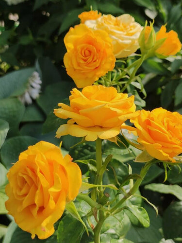 Изображение товара Роза чайно-гибридная Керио , 1 саженец , многолетняя , желтая