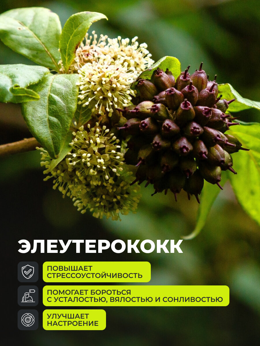Изображение Янтарная кислота, витамины, БАД для укрепления иммунитета, нормализации сна и стрессоустойчивости, 60 капсул