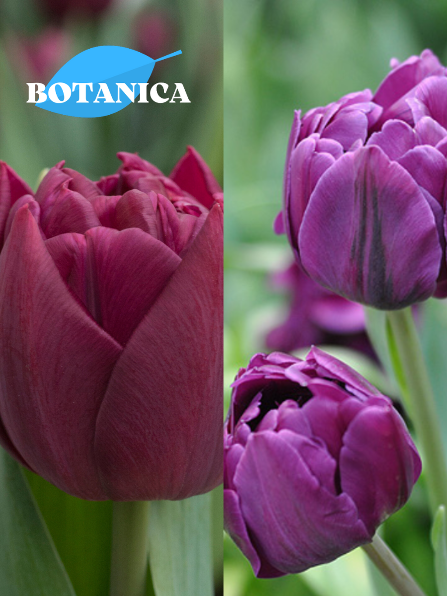 Луковицы цветов botanica garden TWIN Тюльпан Элисон Бредли 3шт/Тюльпан Блю Даймонд 3шт (6 луковиц)