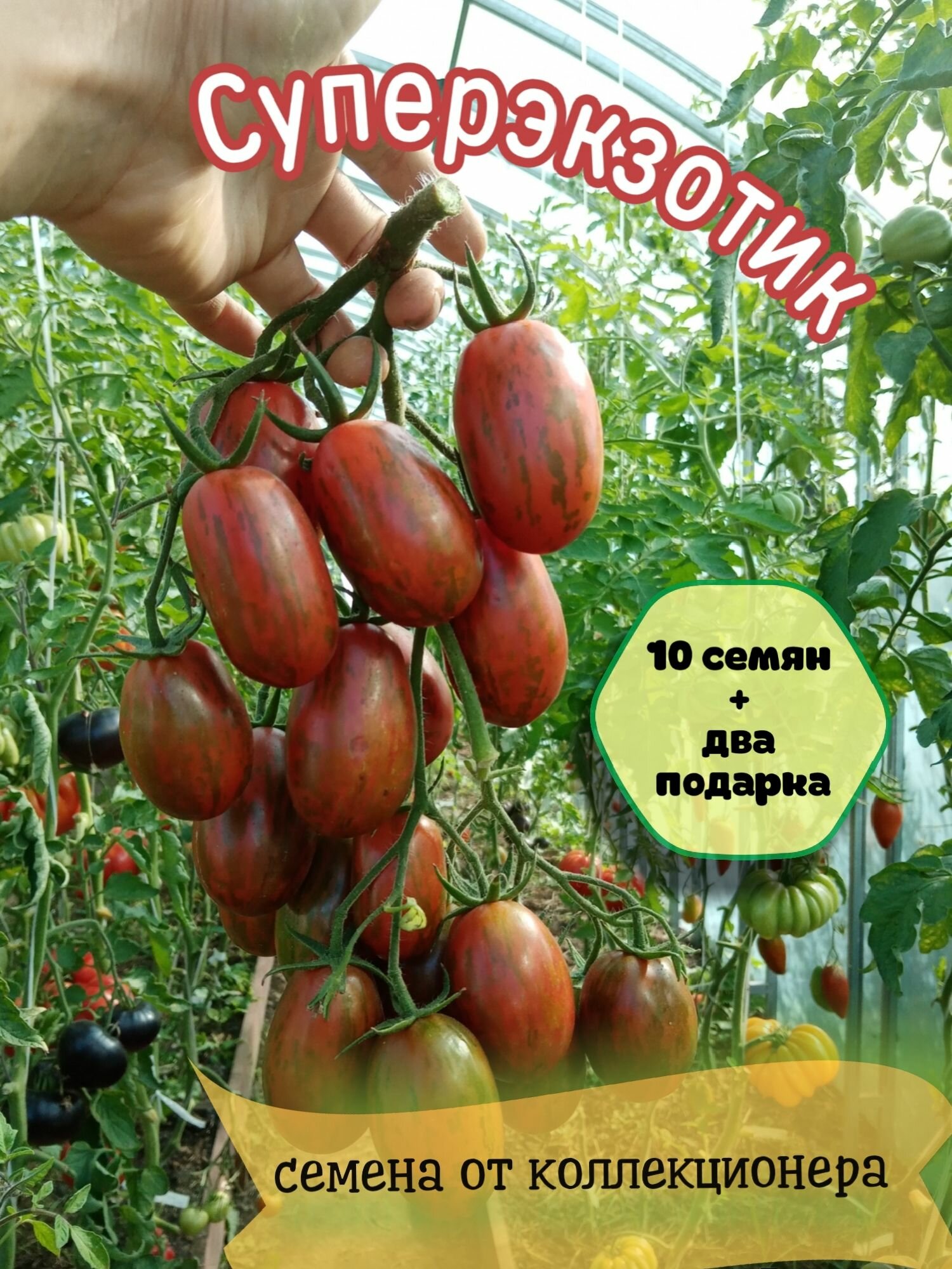 Томат Суперэкзотик мировая селекция коллекционный сорт