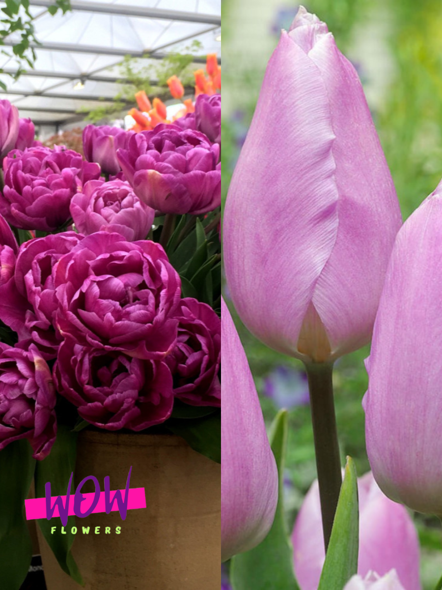 Луковицы цветов WOW FLOWERS TWIN Тюльпан Блю Даймонд 3 шт \ Тюльпан Кенди Принц 3 шт ( 6 шт )
