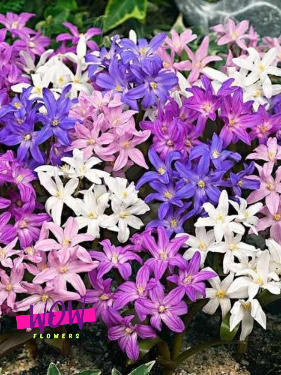Луковицы цветов  WOW FLOWERS  Хионодокса Микс  разноцветные ( 10 штук )