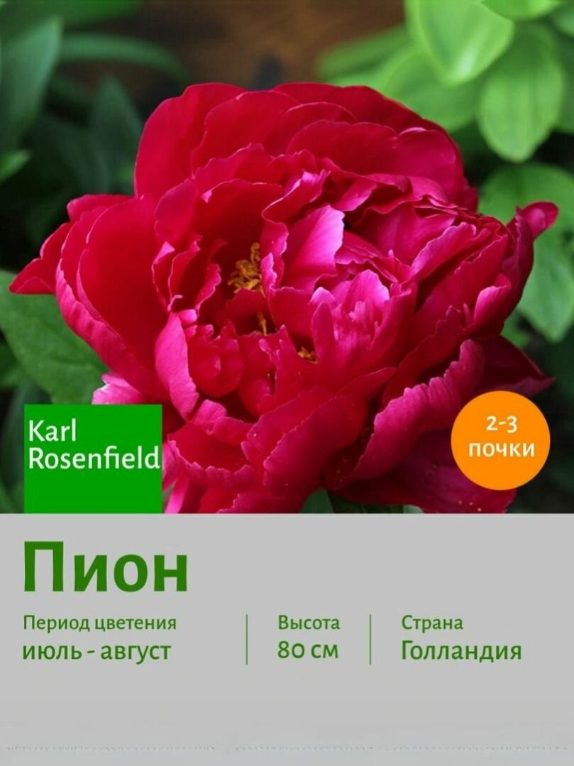 Пион Карл Розенфилд (Karl Rosenfield) саженец корень для посадки 2 шт сотка