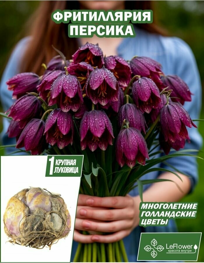 Луковичные цветы Фритиллярия Персика 1шт
