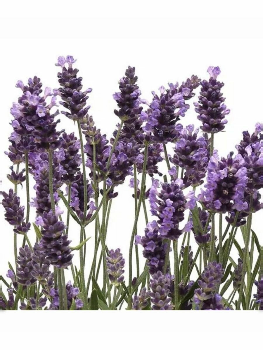 Семена цветов Лаванда узколистная многолетняя Элеганс Пурпл АСТ для дачи сада балкона и кашпо Агросидстрейд 6 семян