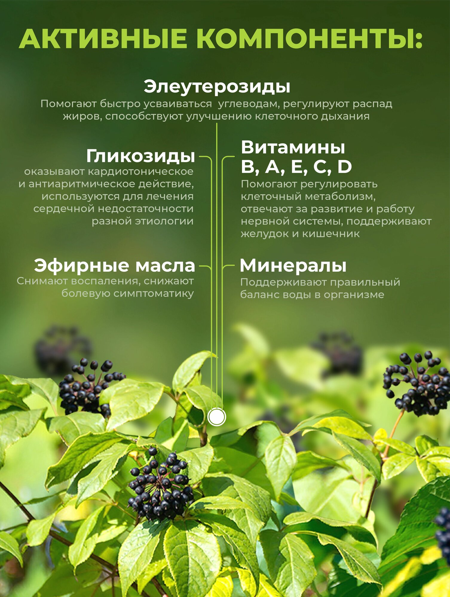 Минеральные Вещества Элеутерококк экстракт Безалкогольный для иммунитета - натуральный адаптоген для мужчин и женщин, 200 мл