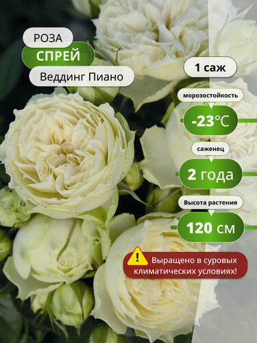 Изображение товара Роза спрей "Веддинг Пиано", многолетняя, высота до 1 м, 1 шт