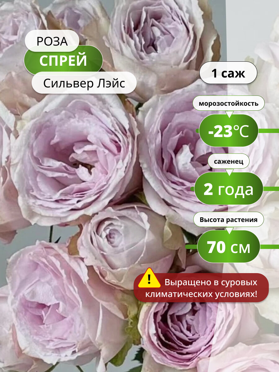 Роза спрей Сильвер Лэйс, многолетняя, морозостойкая, высотой 60 см, 1 саженец