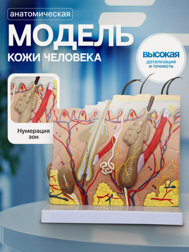 Изображение товара Анатомическая модель кожи Corpo cuir Svendsen, пластик, 1 шт, 14,8x8x10,5 см