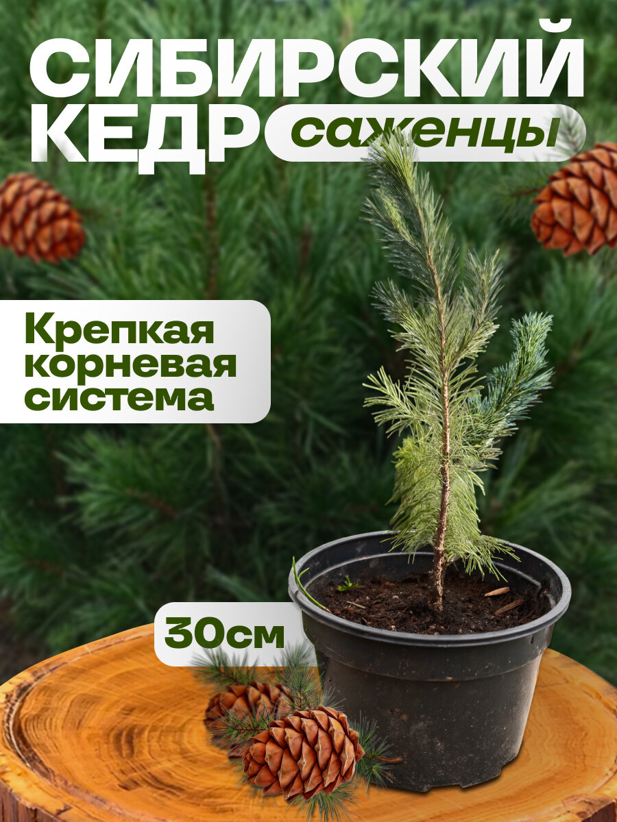 Саженцы Сибирского Кедра - Высота 30 см. (сосна сибирская кедровая) 1шт.
