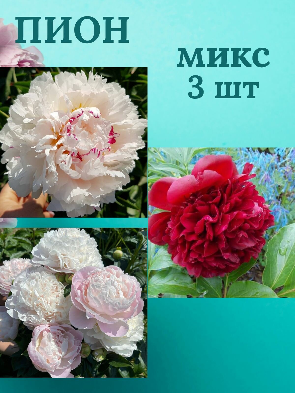 Пионы многолетние цветы Микс из 3 штук
