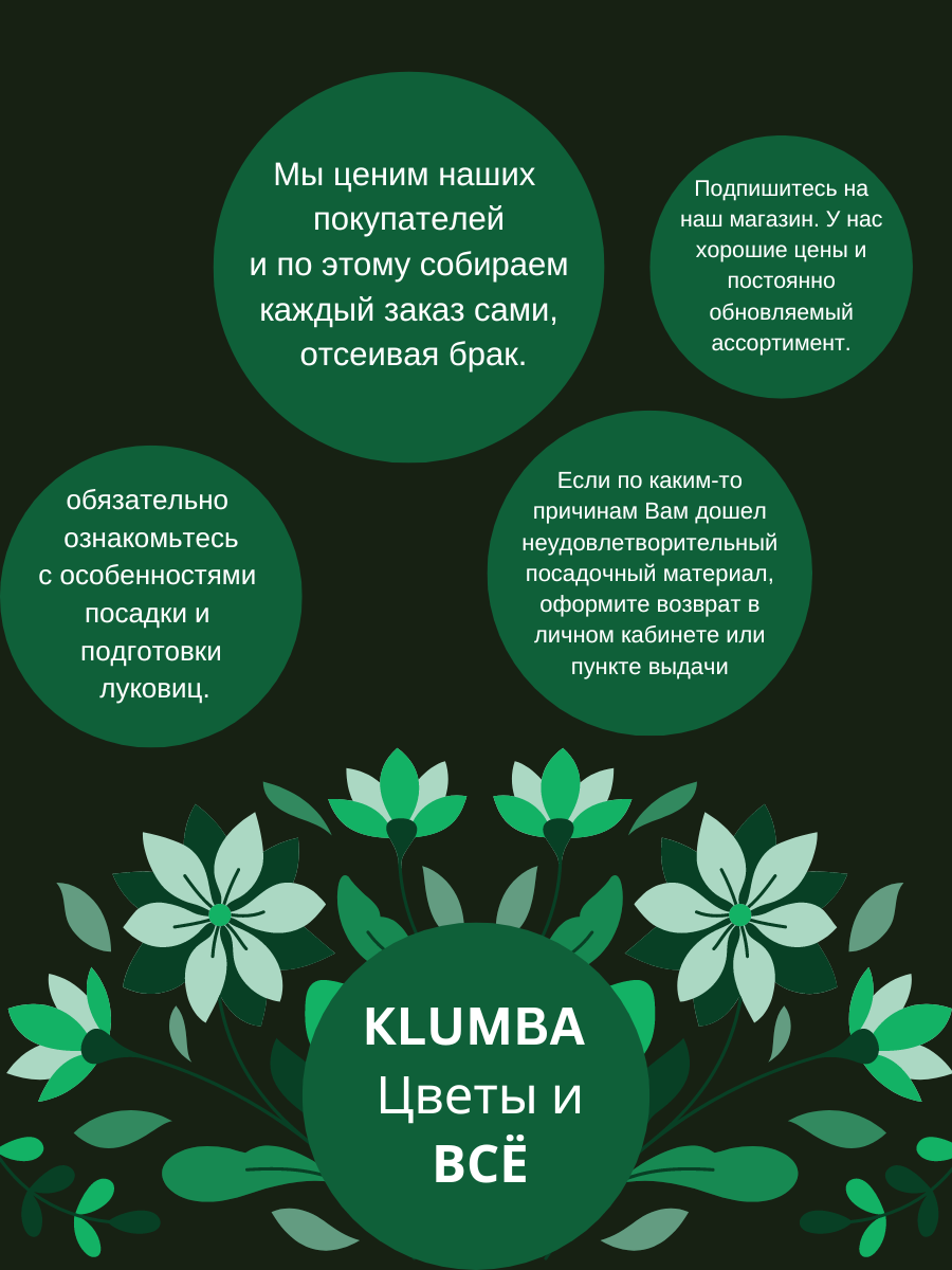 Луковицы цветов , Клумба , Луковицы Ранункулюс MIX ( 10 шт ) — фото 1