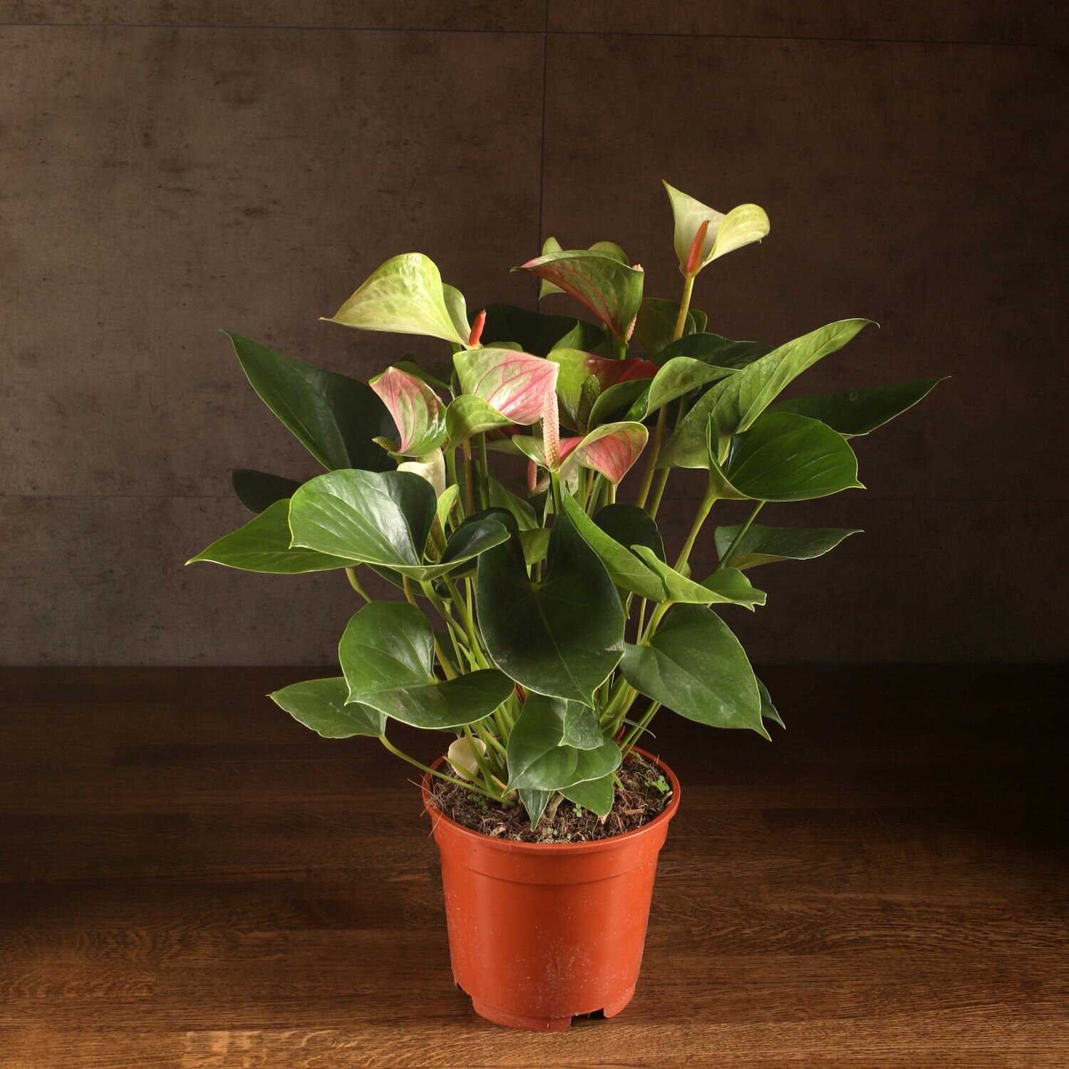 Антуриум Фэнтази Лав д17