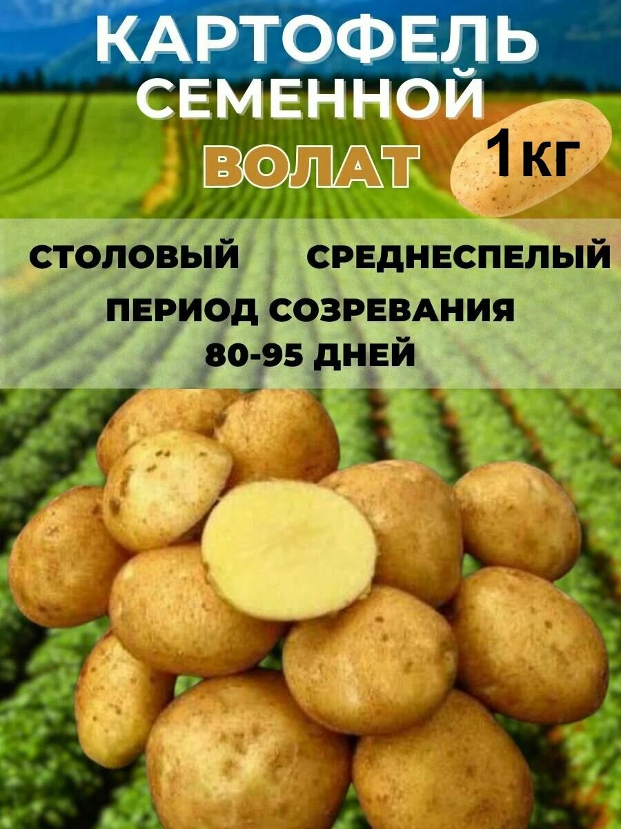 Картофель семенной Волат клубни на посадку 1 кг