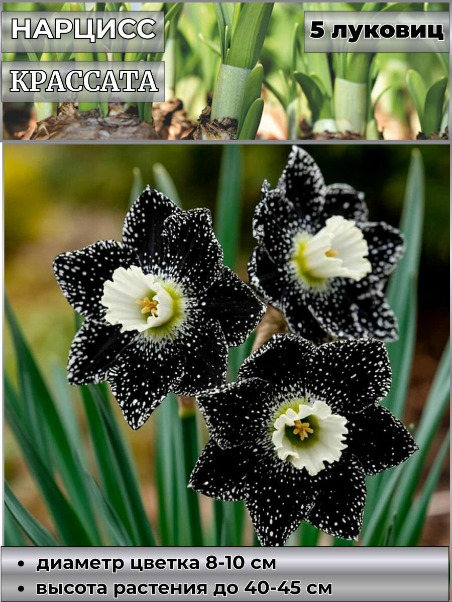 Нарцисс корончатый Акрополис блю луковицы 5 штук