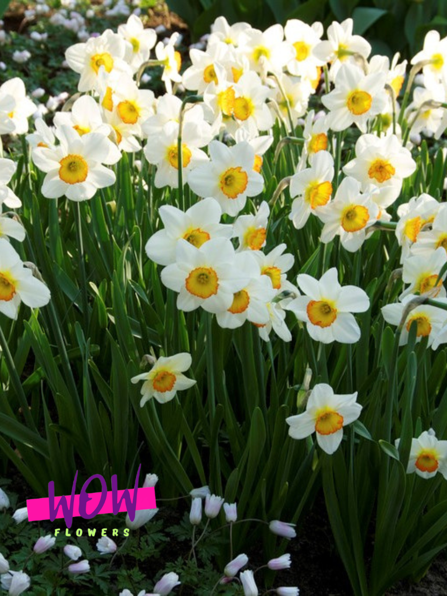 Луковицы цветов  WOW FLOWERS  Нарцисс Флавер Рекорд бело-оранжевый  ( 3 штуки )