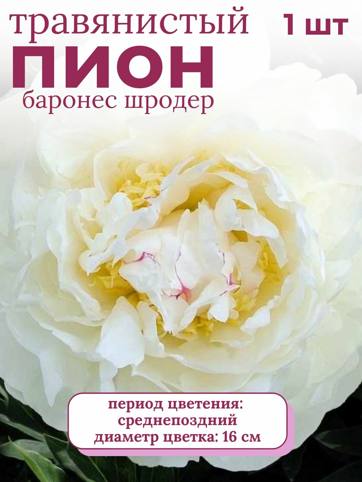 Пион травянистый многолетние цветы 1 шт